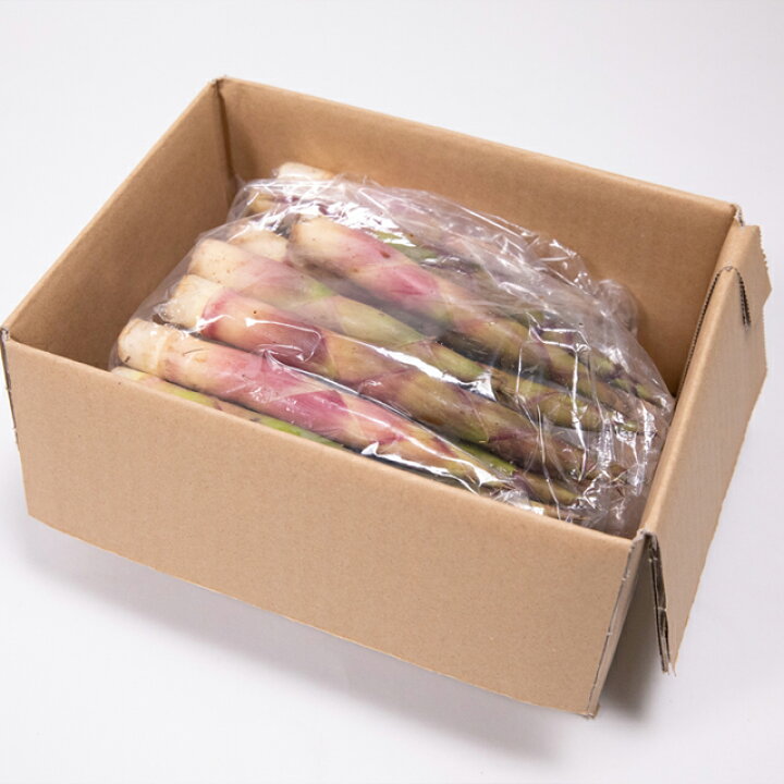 楽天市場】2023年ご予約承り中 5月出荷開始送料無料 幻の山菜 北海道産 天然竹の子1.0kg入り【北海道産 根曲がり竹 ネマガリタケ 天然 竹の子 千島笹 山菜 さんさい タケノコ たけのこ 旬の味覚 山菜 旬の味 産直 春の味覚 期間限定 春季限定 数量限定】 : ギフト ...