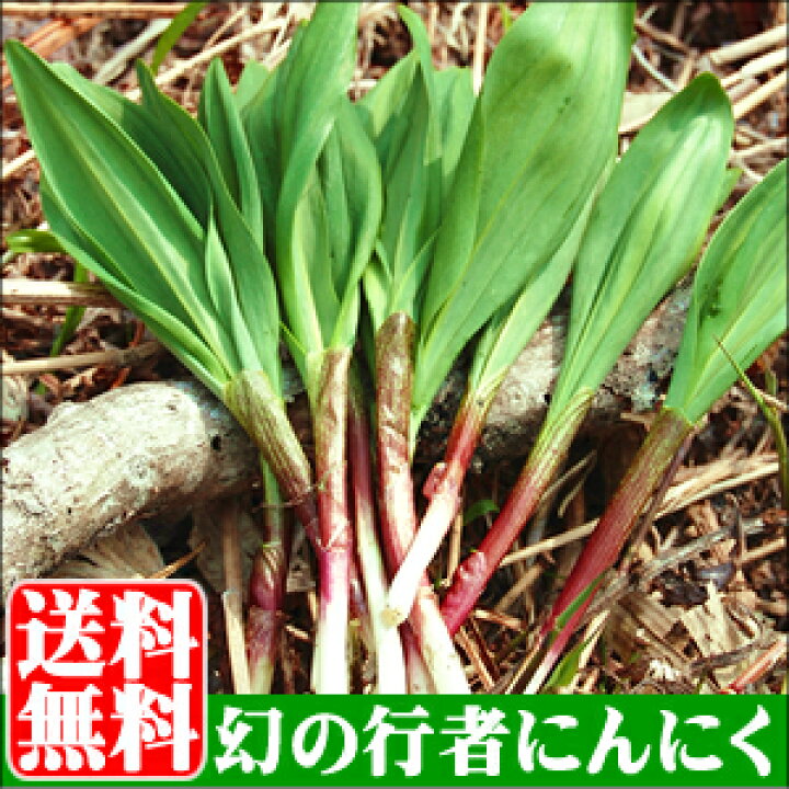 楽天市場】【2026年予約】 行者ニンニク 送料無料 幻の山菜 北海道産 