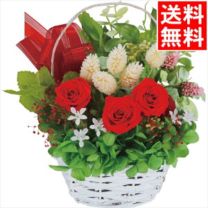 CeA  Mtg  vU[uht[ē(bh)(1000136028) / Ε ~Mtg j Ԃ j oY  oYj j j 蕨 v[g a LO