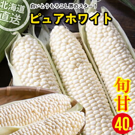 【予約】 とうもろこし 北海道 送料無料 北海道産 白いとうもろこし ピュアホワイト 6本 10本 25本 40本 80本 南幌町明るい農村ネットワーク / ホワイトコーン ホワイト トウモロコシ とうきび 産地直送 産直 甘い 高糖度 夏 野菜 フルーツ 旬 人気 有名 お取り寄せ mtpup