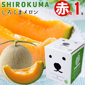 【最大1000円OFFクーポン】【出荷中】お中元 夏ギフト メロン ギフト 送料無料 SHIROKUMA SWEET 北海道産 赤肉メロン (1玉約1.6kg 大玉 Lサイズ) / 御中元 暑中見舞い 内祝い お返し 北海道 北海道メロン 富良野 らいでんメロン 赤肉 1玉 2玉 2玉 旬 高級 mtpup
