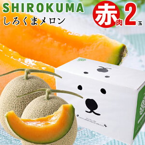 j  Mtg  SHIROKUMA SWEET kCY ԓ (1ʖ1.6kg  LTCY) / j Ԃ kC 1 2 2 ԓ ԓ Mtg kC xǖ상 x