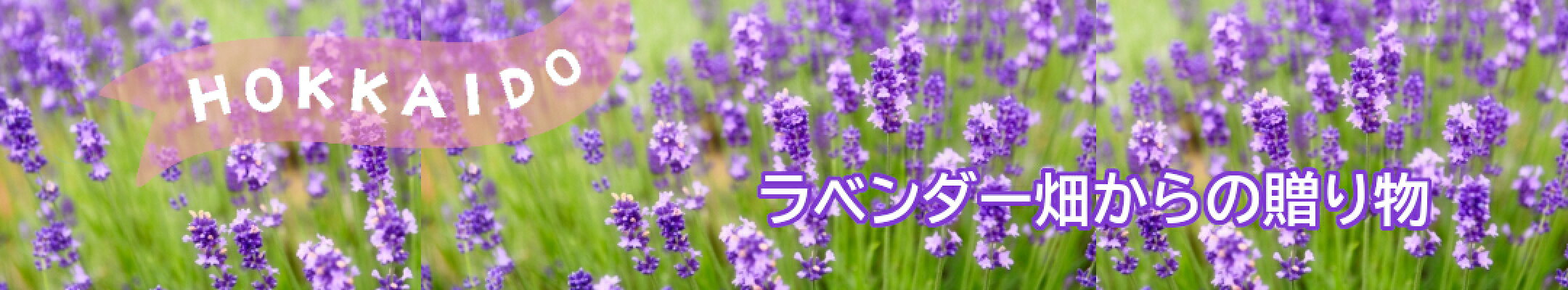 北海道　ラベンダー畑からの贈り物
