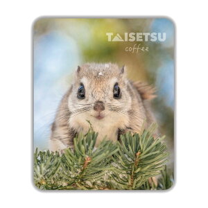 TAISETSU COFFEE hbvpbN@cؓE RNVyEzo MomongazhV̓ c 2025 Mtg v`Mtg R[q[ hbvR[q[  NlR䂤pPbg(lR|X [)OK 