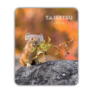 TAISETSU COFFEE hbvpbN@cؓE RNVyPIKA Autumn NestzhV̓ c 2025 Mtg v`Mtg R[q[ hbvR[q[  NlR䂤pPbg(lR|X [