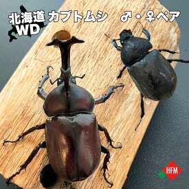 ☆数量限定☆ 国産 カブトムシ 生体 ♂×1匹 ♀×1匹 ペア 番 北海道 天然 WD ワイルド 6cm 夏休み 自由研究 ペット 昆虫 虫 かぶとむし かぶと虫 カブト虫 オス メス 送料無料 滝川市 深川市 セット 飼育 WD個体