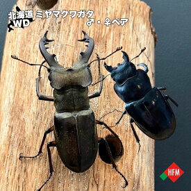 ☆数量限定☆ 国産 ミヤマクワガタ 生体 ♂×1匹 ♀×1匹 ペア 番 北海道 天然 WD ワイルド 6cm 夏休み 自由研究 ペット 昆虫 虫 くわがた クワガタ クワガタムシ オス メス 送料無料 滝川市 深川市 セット 飼育 WD個体