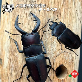 ☆数量限定☆ 国産 ノコギリクワガタ 生体 ♂×1匹 ♀×1匹 ペア 番 北海道 天然 WD ワイルド 5cm 夏休み 自由研究 ペット 昆虫 虫 くわがた クワガタ クワガタムシ オス メス 送料無料 滝川市 深川市 セット 飼育 WD個体