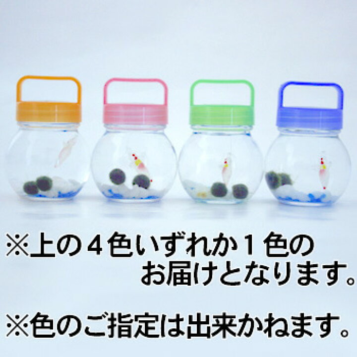 280円 楽天市場 お土産 まりも物語s850 雑貨 北海道 ギフト