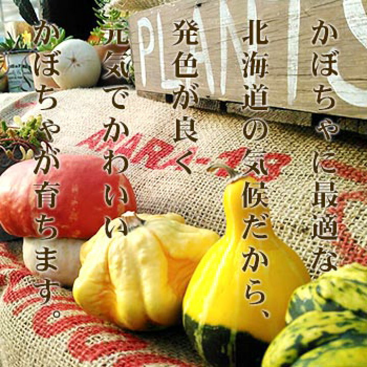 495円 国内外の人気が集結 ハロウィン用ミニかぼちゃ 富良野産 5個入り 税込 送料込み 495円 国内外の人気が集結 ハロウィン用ミニかぼちゃ 富良野産 5個入り 税込 送料込み