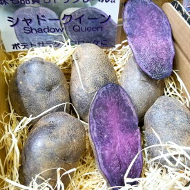 訳ありシャドークイーン5キロ