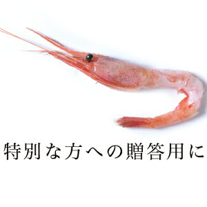 《送料無料》あまエビ北海道産【羽幌甘海老】500g甘エビ甘えびあまえびあま海老南蛮えび南蛮エビお刺身お中元ギフト贈答用プレゼントお土産