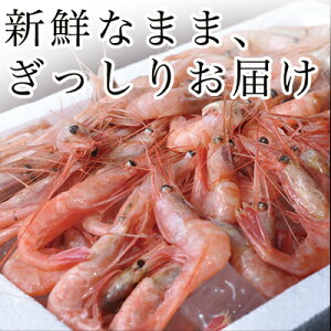 《送料無料》あまエビ北海道産【羽幌甘海老】500g甘エビ甘えびあまえびあま海老南蛮えび南蛮エビお刺身お中元ギフト贈答用プレゼントお土産