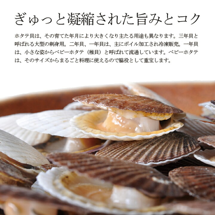 楽天市場 北海道小樽産 ベビーホタテ 殻付き 5kg生冷凍 1kgずつの袋詰になります 2個から送料が変わります 2個で100サイズ 3個で1サイズになります ほたて 稚貝 帆立 ホタテ 貝付 ホタテ 貝 北海道 味噌汁 鍋 業務用 ほたて 冷凍 小樽 ホタテ 殻付き Hokkaido