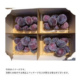 北海道 余市町 産地直送【生プルーン】400g×4パック（1.6kg）※送料無料【九州・沖縄を除く】9月上旬より発送予定※発送時期で品種が変わりますプルーン 送料無料 北海道産 プルーン 生 プラム ジャム ヨーグルト お土産 贈答品 ギフト