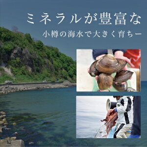 【小樽高島プレミアムシャコ】大ぶりしゃこ特大20尾入り水揚後すぐボイル冷凍大きさ日本一全て子持ち大容量プレミアム至福の美味さ肉厚濃厚水揚後すぐボイル小樽北海道春しゃこシャコしゃこガサエビ【北海道産しゃこ】【小樽産しゃこ】