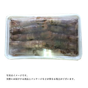 【送料無料】小樽高島プレミアムシャコ特大20尾メス子持ち業務用にもシャコしゃこガサエビ北海道産小樽産お刺身お寿司