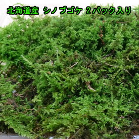 【送料無料】北海道産 シノブゴケ 2パック入り