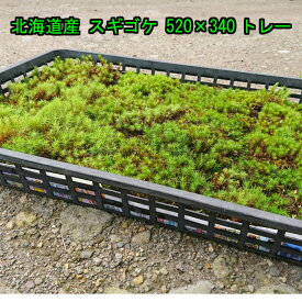 楽天市場 スギゴケ 花 ガーデン Diy の通販