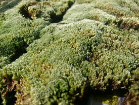 【送料無料】北海道産 ギンゴケ 2パック入り