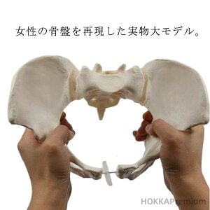 yzƂł鍜Ֆ͌^ Ȋw PVCvX`bN ^ wKc[ g   