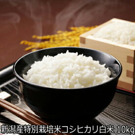 【数量限定】令和7年産 新潟産特別栽培米コシヒカリ 白米 10kg 農薬節減（7割減） 食味Sランク　一等米 有機肥料栽培米・残留農薬ゼロ（検査済）10kgクラフト米袋で発送　送料無料 一等級 魚沼産 も超える美味しさ