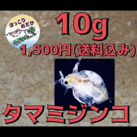 【ほっこりめだか】【送料無料】 タマミジンコ 10g / 生餌　（※北海道・沖縄・離島は不可）
