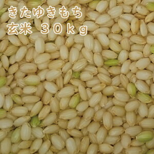 yČāzkCY 䂫  30kg ꓙ ߘa7NY   kC [dʏiɂΏۊO]