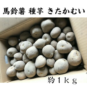 【送料無料】種芋 じゃがいも きたかむい 約1kg 馬鈴薯 タネイモ キタカムイ ガーデニング 野菜 菜園