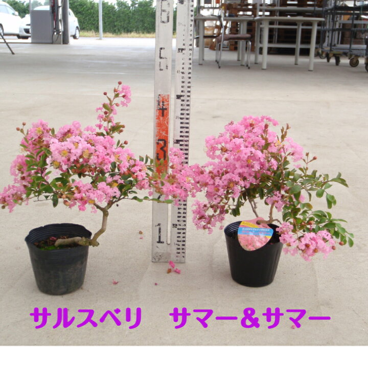 楽天市場 サルスベリ サマー サマー 4 5寸 苗木 百日紅 さるすべり 夏の花 矮性 這性 桃色 ピンク 鉢植え 花壇 庭 北越農事 楽天市場店