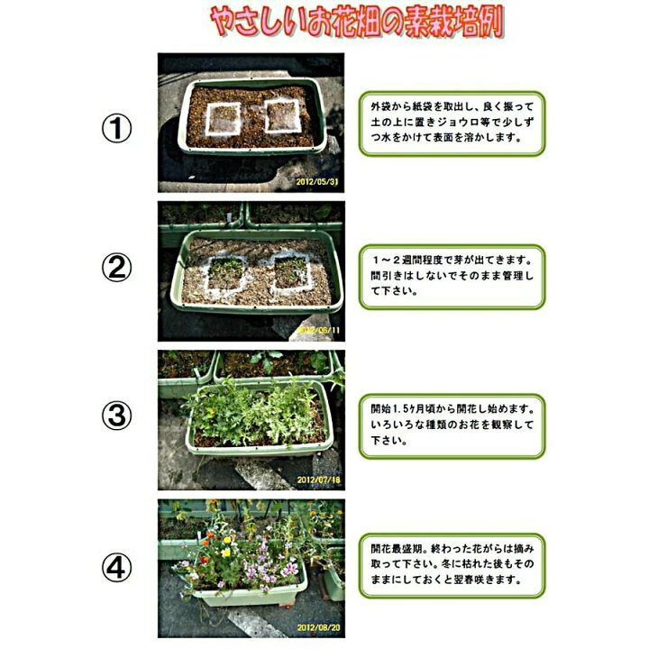 楽天市場 送料無料 やさしいお花畑の素 簡単花畑 水をやるだけ かんたん 花が咲く ガーデニング 藤田智 ポタジェフラワー 22種類 花タネ 北越農事 楽天市場店 楽天市場 送料無料 やさしいお花畑の素 簡単花畑 水をやるだけ かんたん 花が咲く ガーデニング 藤田智 ポタジェフラワー 22種類 花タネ 北越農事 楽天市場店