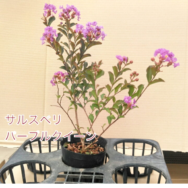 楽天市場 サルスベリ パープルクイーン 4 5寸 苗木 百日紅 さるすべり 夏の花 矮性 這性 紫の花 北越農事 楽天市場店