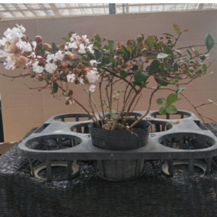 楽天市場 サルスベリ ホワイトフェアリー 4 5寸 苗木 百日紅 さるすべり 夏の花 矮性 這性 白い花 北越農事 楽天市場店
