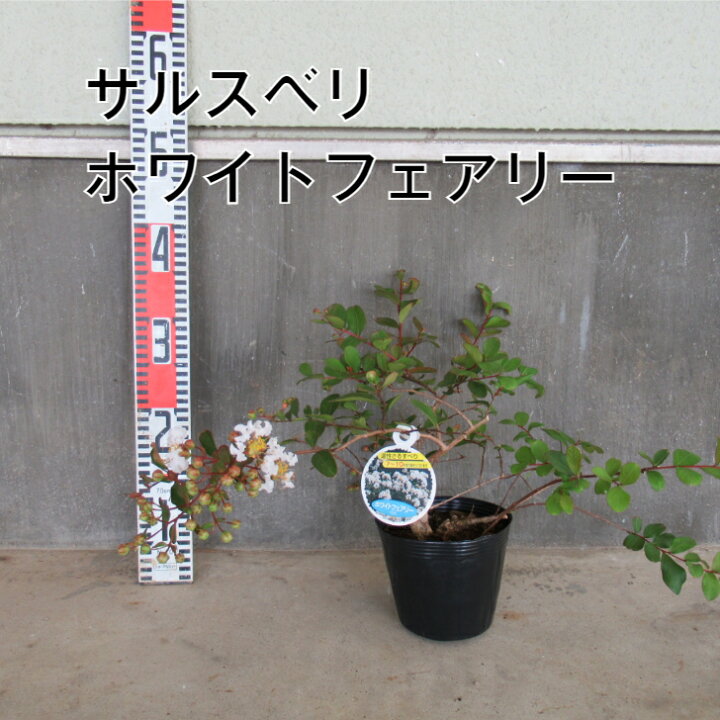 楽天市場 サルスベリ ホワイトフェアリー 4 5寸 苗木 百日紅 さるすべり 夏の花 矮性 這性 白い花 北越農事 楽天市場店