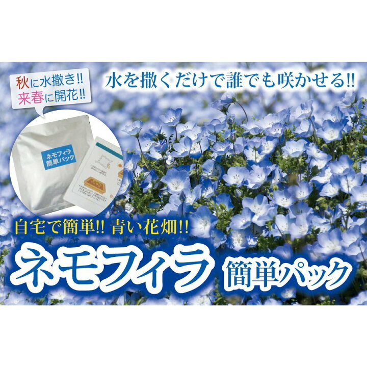 楽天市場 送料無料 ネモフィラ 簡単パック 水をやるだけ かんたん 花が咲く ガーデニング 青い花 春 秋 花のタネ 水をやるだけ 北越農事 楽天市場店