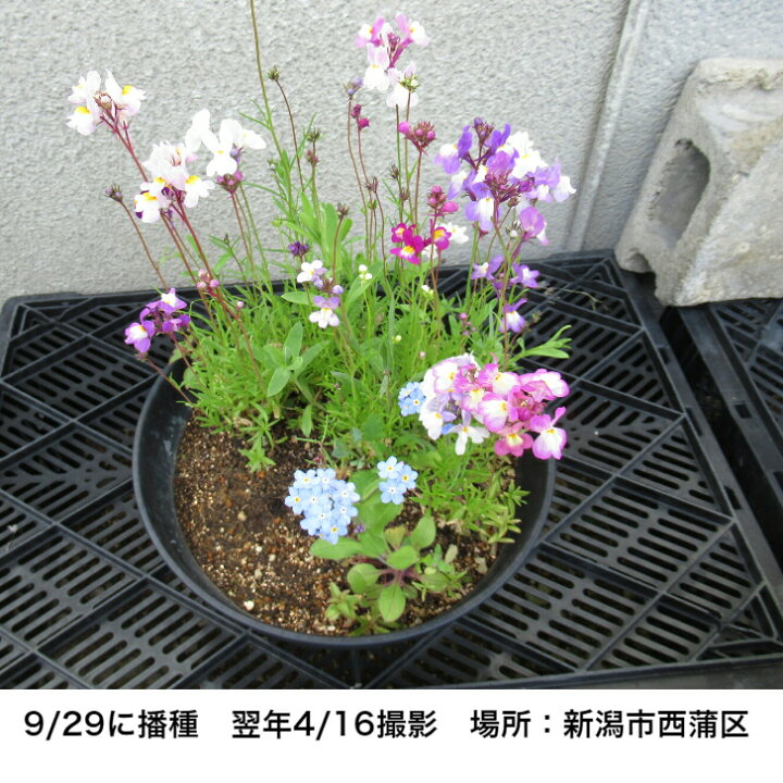 楽天市場 送料無料 やさしいお花畑の素 簡単花畑 水をやるだけ かんたん 花が咲く ガーデニング 藤田智 ポタジェフラワー 22種類 花タネ 北越農事 楽天市場店 楽天市場 送料無料 やさしいお花畑の素 簡単花畑 水をやるだけ かんたん 花が咲く ガーデニング 藤田智 ポタジェフラワー 22種類 花タネ 北越農事 楽天市場店