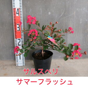 ピンク 花 木 植木 盆栽の人気商品 通販 価格比較 価格 Com ピンク 花 木 植木 盆栽の人気商品 通販 価格比較 価格 Com