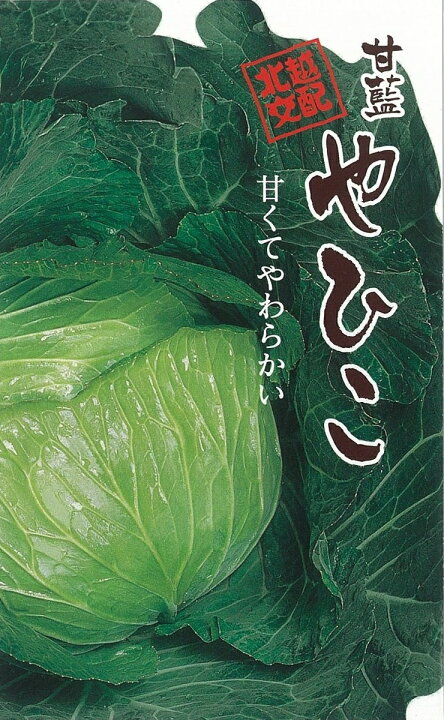 楽天市場 北越交配 キャベツ やひこ 1 5ml 野菜タネ 北越農事 野菜種子 野菜のタネ 甘藍 北越農事 楽天市場店