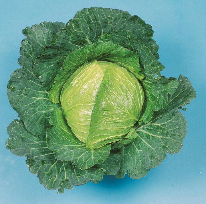 楽天市場 北越交配 キャベツ やひこ 1 5ml 野菜タネ 北越農事 野菜種子 野菜のタネ 甘藍 北越農事 楽天市場店