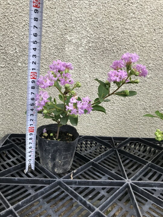 楽天市場 サルスベリ サマー淡紫清 たんしせい 9ｃｍポット 苗木 百日紅 さるすべり 夏の花 矮性 這性 薄い紫色の花 グランドカバー 北越農事 楽天市場店