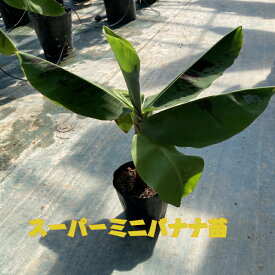 【送料無料】苗木 スーパーミニバナナ 6号鉢 6寸鉢 矮性 耐寒性 家庭菜園