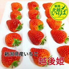 【送料無料】 越後姫いちご 1～2パック 小粒 大粒 新潟県産 イチゴ 苺 母の日 プレゼント 御祝い 産直 えちごひめ スイーツ お祝