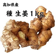 【送料無料】高知県産 種生姜 約1kg 国産 栽培 ショウガ タネ ガーデニング 農業 しょうが