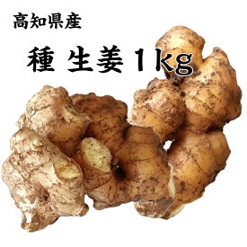 【送料無料】高知県産 種生姜 約1kg 国産 栽培 ショウガ タネ ガーデニング 農業 しょうが