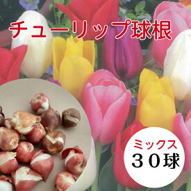 送料無料 球根 チューリップ バラエティミックス 袋詰め 30球 ランダム袋詰め