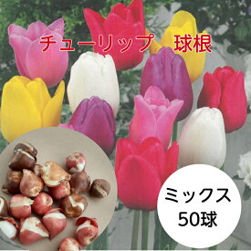 送料無料 球根 チューリップ バラエティミックス 袋詰め 50球 ランダム袋詰め