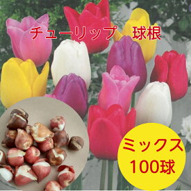 送料無料 球根 チューリップ バラエティミックス 袋詰め 100球 ランダム袋詰め