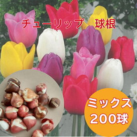 送料無料 球根 チューリップ バラエティミックス 袋詰め 200球 ランダム袋詰め