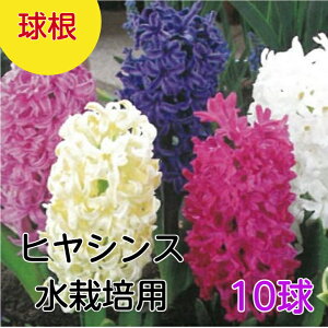   qVX 10l ͔|p      qAVX