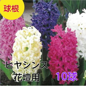   qVX 10l Ԓdp      qAVX